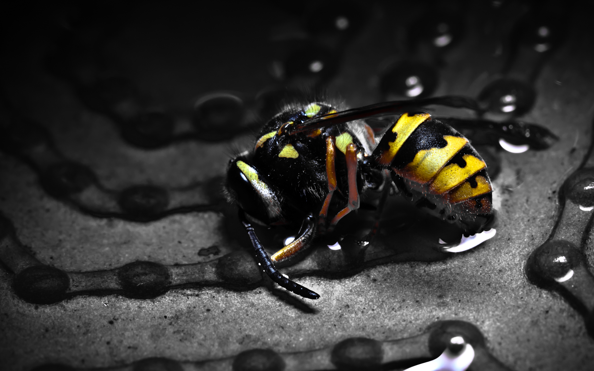 dead_wasp