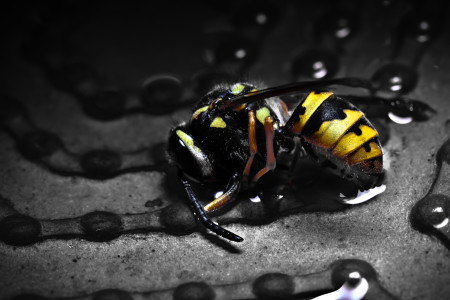 Dead Wasp Wallpaper + Updated Gallery